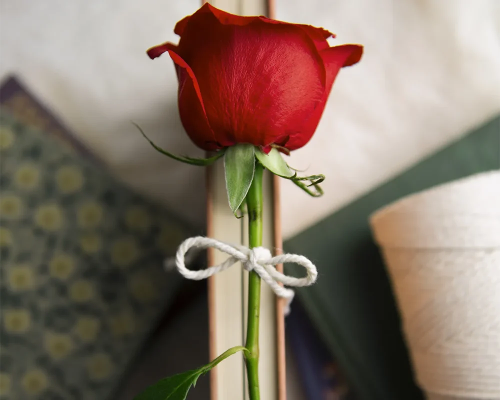 Llibre amb una rosa per poder celebrar un bon Sant Jordi