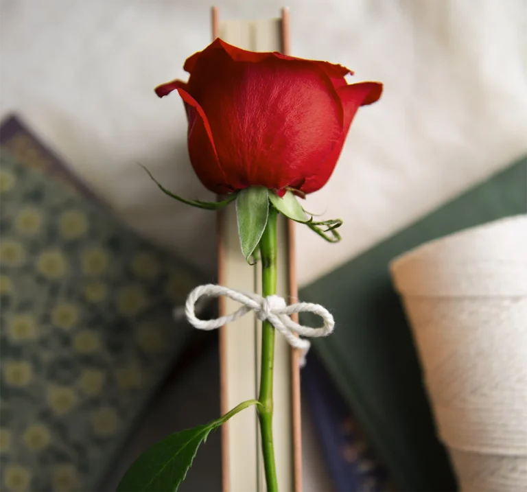 Llibre amb una rosa per poder celebrar un bon Sant Jordi