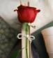 Llibre amb una rosa per poder celebrar un bon Sant Jordi